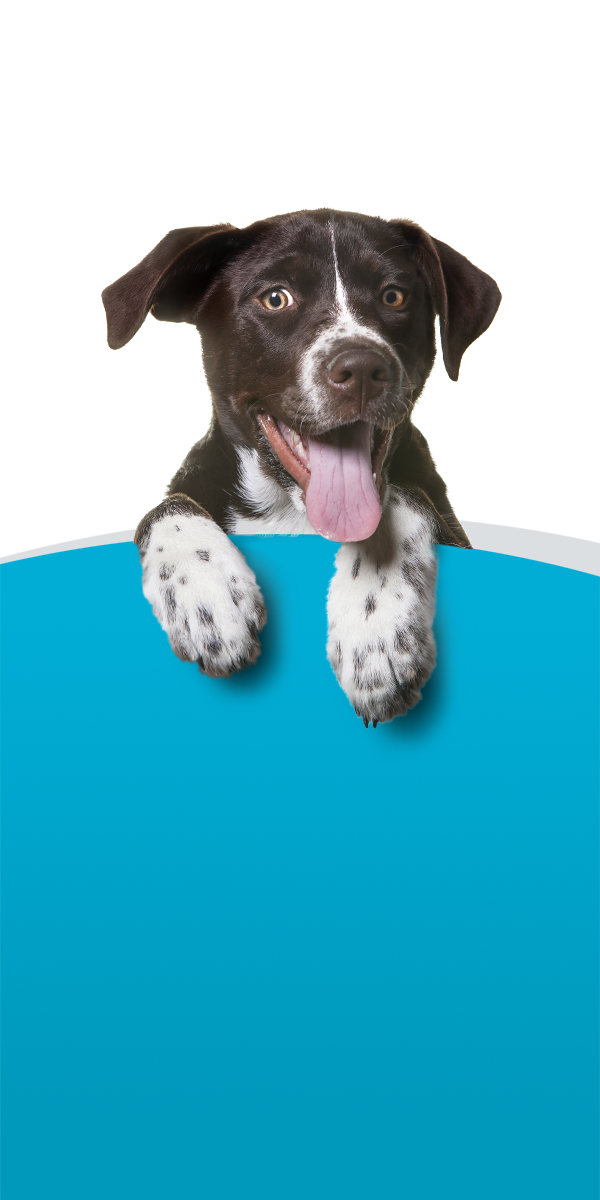 Perrito feliz dándote la bienvenida